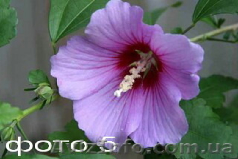 Продам саженцы гибискусов, бругмансии, альбиции, флоксов и др.  - <ro>Изображение</ro><ru>Изображение</ru> #5, <ru>Объявление</ru> #1308682