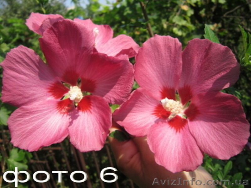 Продам саженцы гибискусов, бругмансии, альбиции, флоксов и др.  - <ro>Изображение</ro><ru>Изображение</ru> #6, <ru>Объявление</ru> #1308682