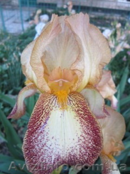 Продам саженцы гибискусов, бругмансии, альбиции, флоксов и др.  - <ro>Изображение</ro><ru>Изображение</ru> #10, <ru>Объявление</ru> #1308682