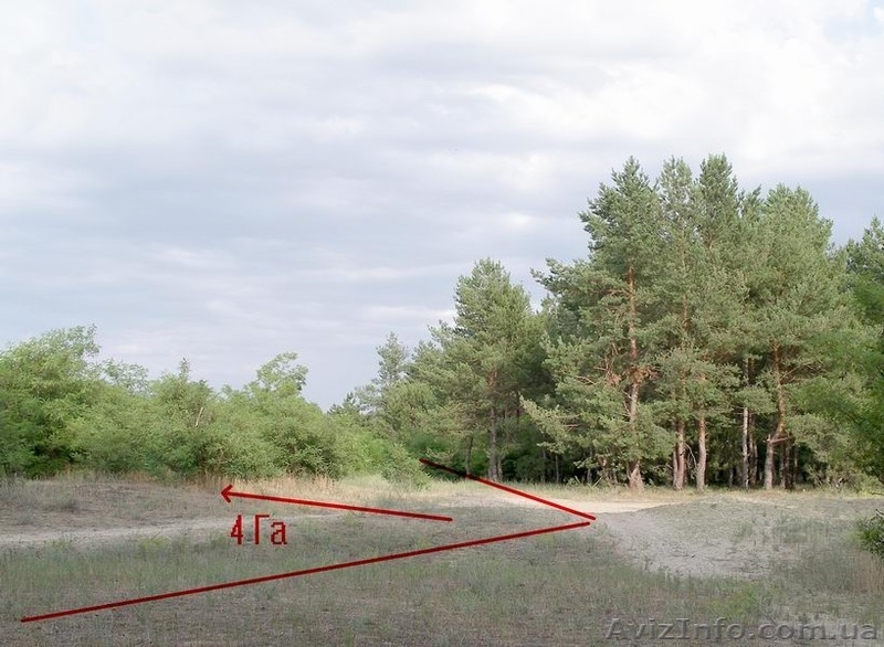Срочно! Обменяю или продам земельный участок 4 га в лесу возле лимана - <ro>Изображение</ro><ru>Изображение</ru> #4, <ru>Объявление</ru> #1309524