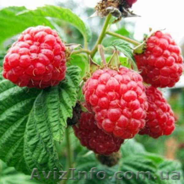 Саженцы малины ежевичной, ремонтантный сорт - <ro>Изображение</ro><ru>Изображение</ru> #3, <ru>Объявление</ru> #1321722