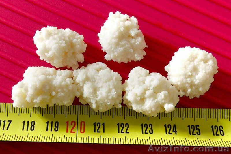 Молочный гриб купить - <ro>Изображение</ro><ru>Изображение</ru> #4, <ru>Объявление</ru> #1023864