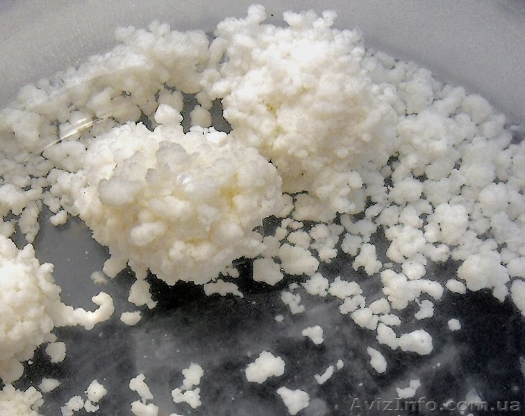 Молочный гриб купить - <ro>Изображение</ro><ru>Изображение</ru> #3, <ru>Объявление</ru> #1023864