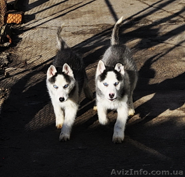 Сибирский хаски щенки КСУ-FCI. - <ro>Изображение</ro><ru>Изображение</ru> #5, <ru>Объявление</ru> #797608
