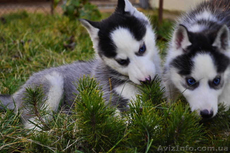Сибирский хаски щенки КСУ-FCI. - <ro>Изображение</ro><ru>Изображение</ru> #6, <ru>Объявление</ru> #797608