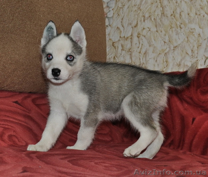 Сибирский хаски щенки КСУ-FCI. - <ro>Изображение</ro><ru>Изображение</ru> #4, <ru>Объявление</ru> #797608