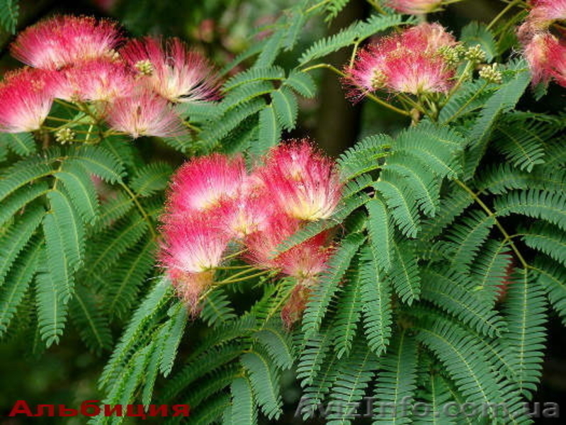 Продам саженцы ленкоранской альбиции. - <ro>Изображение</ro><ru>Изображение</ru> #3, <ru>Объявление</ru> #1362520