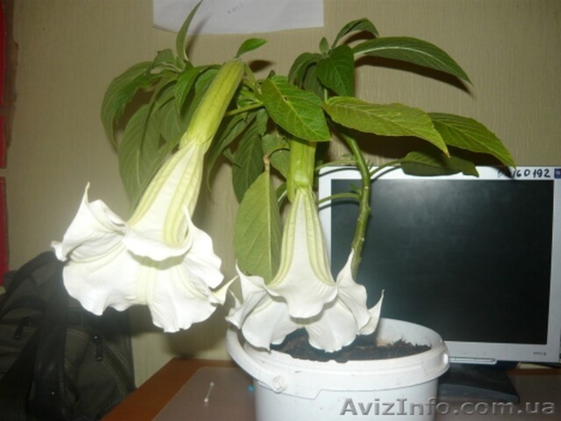 Продам саженцы бругмансии махровой оранжевой (Langenbusсher Garten) и белой прос - <ro>Изображение</ro><ru>Изображение</ru> #3, <ru>Объявление</ru> #1364901