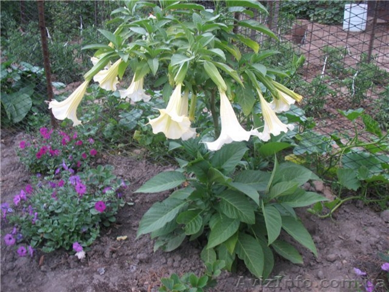 Продам саженцы бругмансии махровой оранжевой (Langenbusсher Garten) и белой прос - <ro>Изображение</ro><ru>Изображение</ru> #4, <ru>Объявление</ru> #1364901