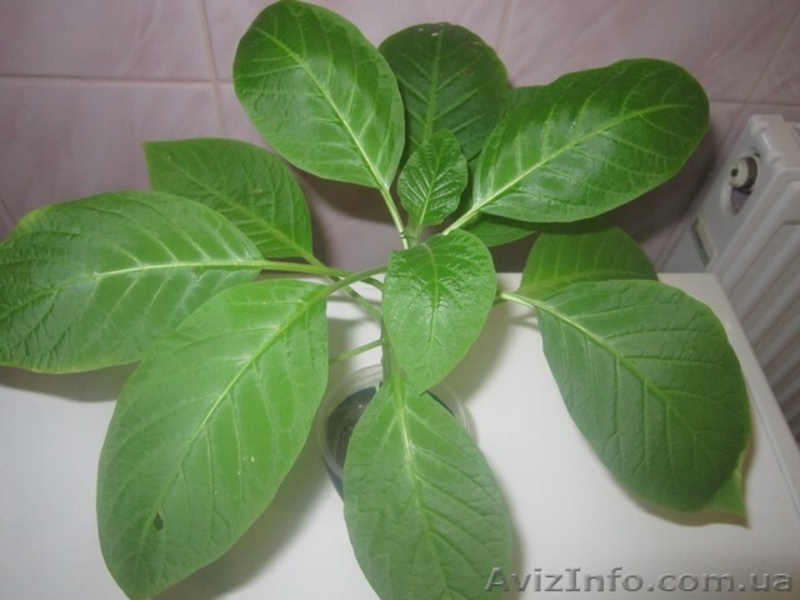 Продам саженцы бругмансии махровой оранжевой (Langenbusсher Garten) и белой прос - <ro>Изображение</ro><ru>Изображение</ru> #6, <ru>Объявление</ru> #1364901