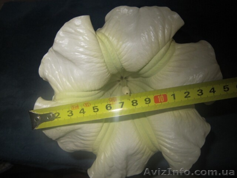 Продам саженцы бругмансии махровой оранжевой (Langenbusсher Garten) и белой прос - <ro>Изображение</ro><ru>Изображение</ru> #5, <ru>Объявление</ru> #1364901