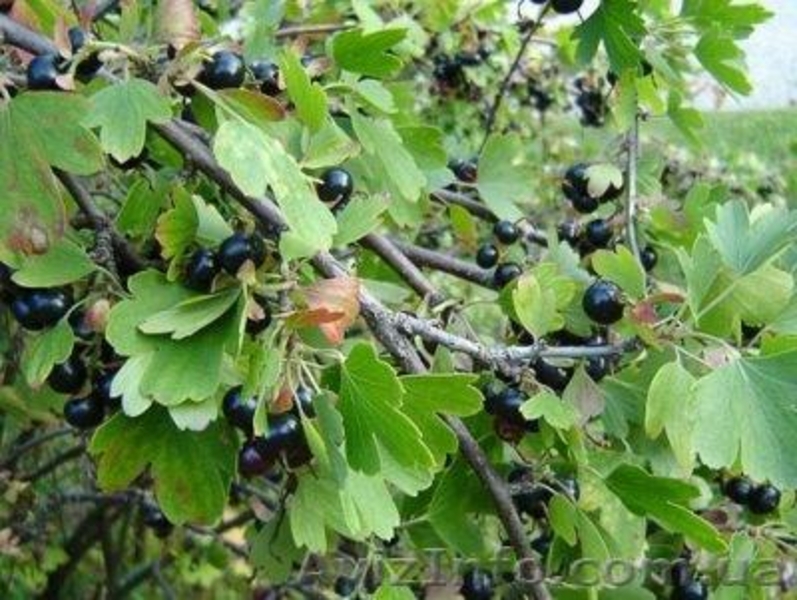 Продам саженцы ягодных кустарников: крыжовник, калина, малина, облепиха. - <ro>Изображение</ro><ru>Изображение</ru> #9, <ru>Объявление</ru> #1364958