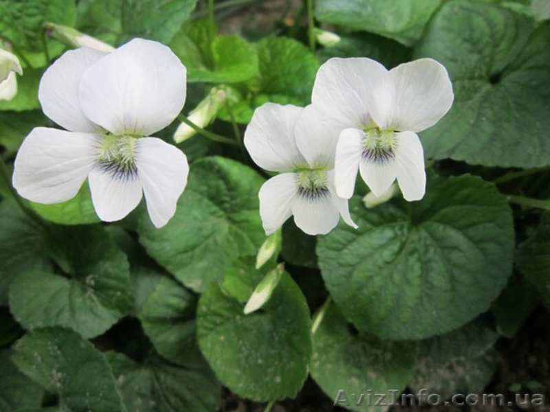 Продам саженцы фиалки садовой многолетней белой. - <ro>Изображение</ro><ru>Изображение</ru> #3, <ru>Объявление</ru> #1364950