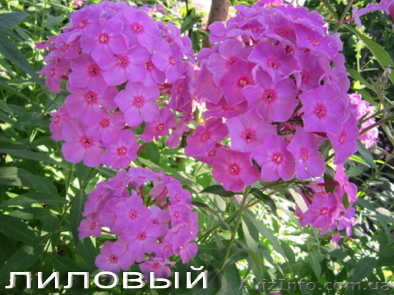 Продам саженцы флоксов: метельчатых и шиловидных. - <ro>Изображение</ro><ru>Изображение</ru> #3, <ru>Объявление</ru> #1364952