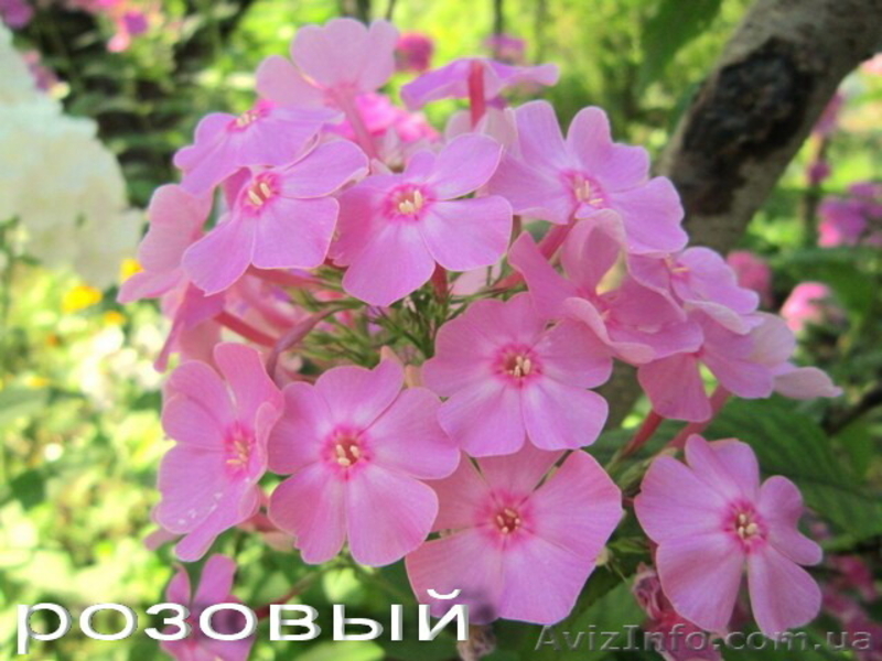 Продам саженцы флоксов: метельчатых и шиловидных. - <ro>Изображение</ro><ru>Изображение</ru> #4, <ru>Объявление</ru> #1364952