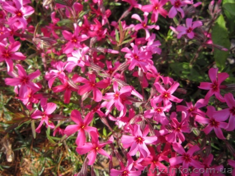 Продам саженцы флоксов: метельчатых и шиловидных. - <ro>Изображение</ro><ru>Изображение</ru> #6, <ru>Объявление</ru> #1364952