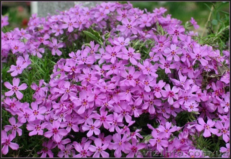 Продам саженцы флоксов: метельчатых и шиловидных. - <ro>Изображение</ro><ru>Изображение</ru> #5, <ru>Объявление</ru> #1364952