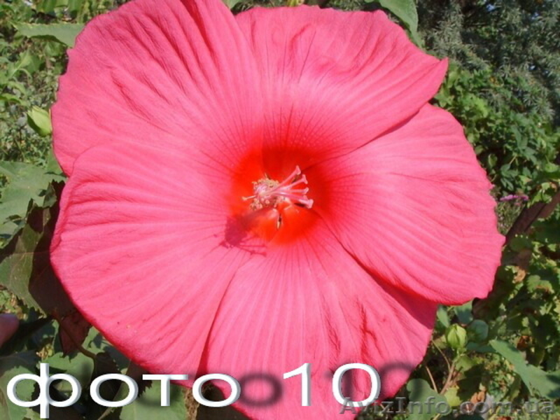 Продам семена гибискусов: травянистые  и древовидные. - <ro>Изображение</ro><ru>Изображение</ru> #10, <ru>Объявление</ru> #1364909