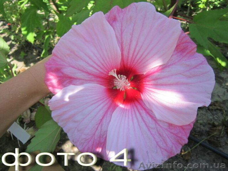 Продам семена гибискусов: травянистые  и древовидные. - <ro>Изображение</ro><ru>Изображение</ru> #4, <ru>Объявление</ru> #1364909