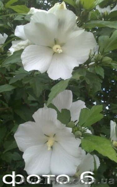 Продам семена гибискусов: травянистые  и древовидные. - <ro>Изображение</ro><ru>Изображение</ru> #6, <ru>Объявление</ru> #1364909