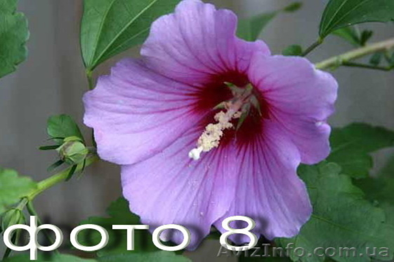 Продам семена гибискусов: травянистые  и древовидные. - <ro>Изображение</ro><ru>Изображение</ru> #8, <ru>Объявление</ru> #1364909