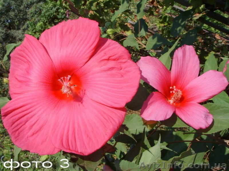 Продам саженцы травянистых гибискусов. - <ro>Изображение</ro><ru>Изображение</ru> #3, <ru>Объявление</ru> #1364904