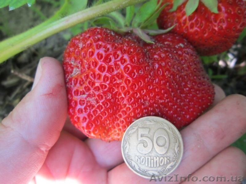 Продам саженцы ягодных кустарников: крыжовник, калина, малина, облепиха. - <ro>Изображение</ro><ru>Изображение</ru> #7, <ru>Объявление</ru> #1364958