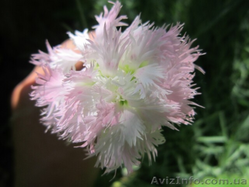 Продам саженцы гвоздики перистой махровой и простой. - <ro>Изображение</ro><ru>Изображение</ru> #3, <ru>Объявление</ru> #1364903