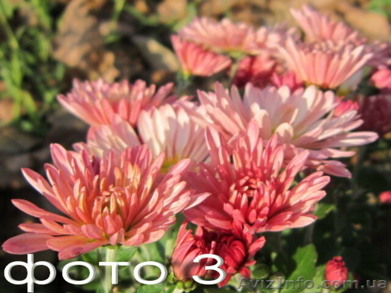 Продам саженцы корейских мелкоцветковых низкорослых хризантем. - <ro>Изображение</ro><ru>Изображение</ru> #3, <ru>Объявление</ru> #1364954