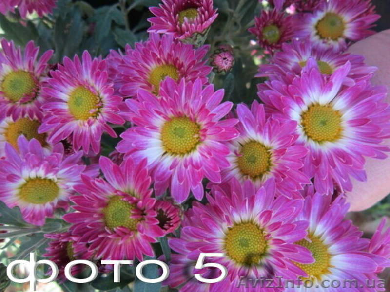 Продам саженцы корейских мелкоцветковых низкорослых хризантем. - <ro>Изображение</ro><ru>Изображение</ru> #4, <ru>Объявление</ru> #1364954