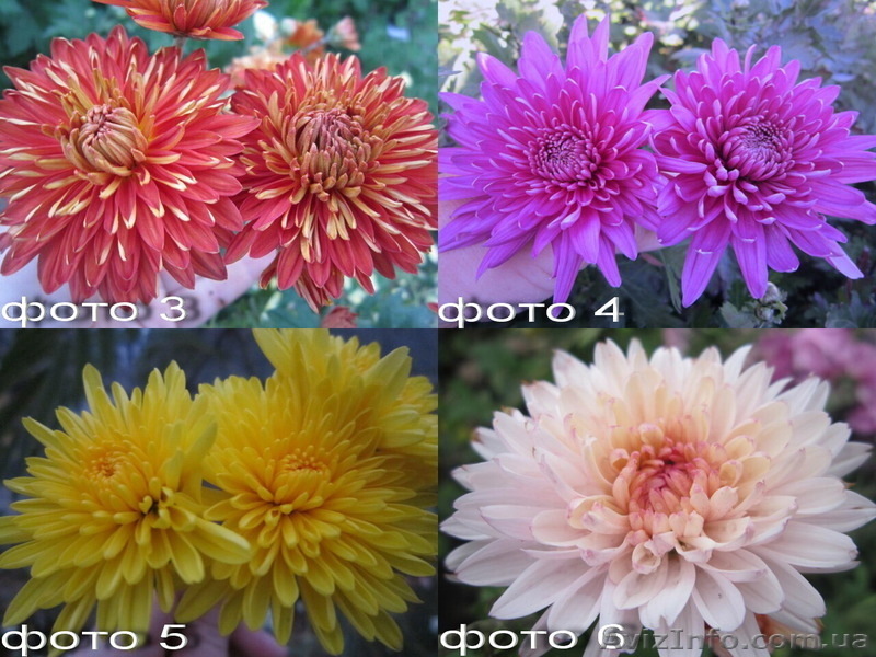 Продам саженцы хризантем: высокорослые и веточные. - <ro>Изображение</ro><ru>Изображение</ru> #3, <ru>Объявление</ru> #1364955
