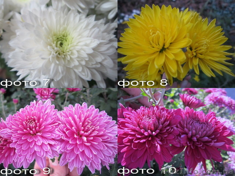 Продам саженцы хризантем: высокорослые и веточные. - <ro>Изображение</ro><ru>Изображение</ru> #4, <ru>Объявление</ru> #1364955