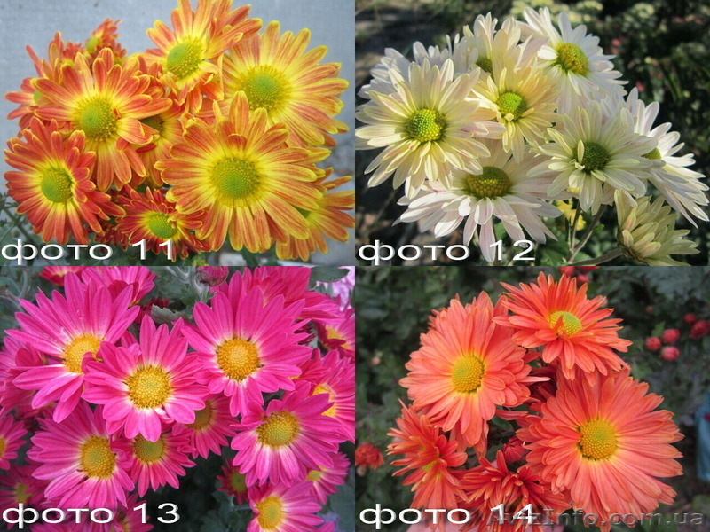 Продам саженцы хризантем: высокорослые и веточные. - <ro>Изображение</ro><ru>Изображение</ru> #5, <ru>Объявление</ru> #1364955