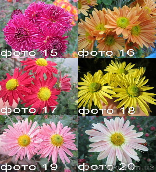 Продам саженцы хризантем: высокорослые и веточные. - <ro>Изображение</ro><ru>Изображение</ru> #6, <ru>Объявление</ru> #1364955