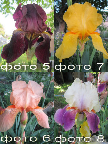 Продам саженцы бородатых ирисов. - <ro>Изображение</ro><ru>Изображение</ru> #3, <ru>Объявление</ru> #1364917