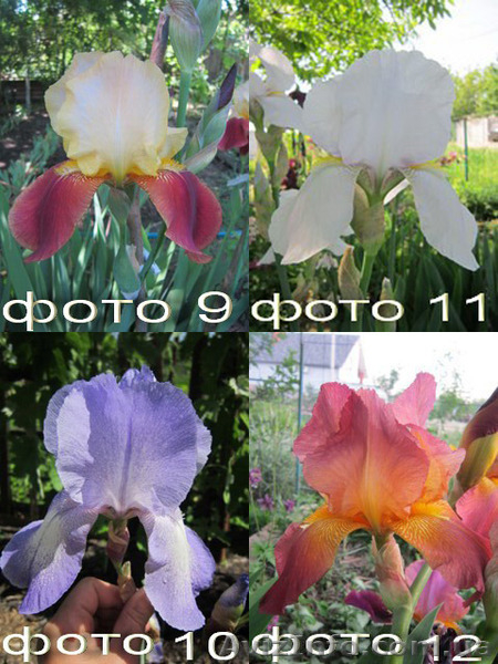 Продам саженцы бородатых ирисов. - <ro>Изображение</ro><ru>Изображение</ru> #4, <ru>Объявление</ru> #1364917