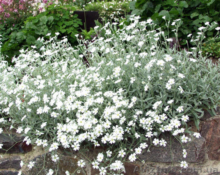 Продам саженцы ясколки. - <ro>Изображение</ro><ru>Изображение</ru> #3, <ru>Объявление</ru> #1364956