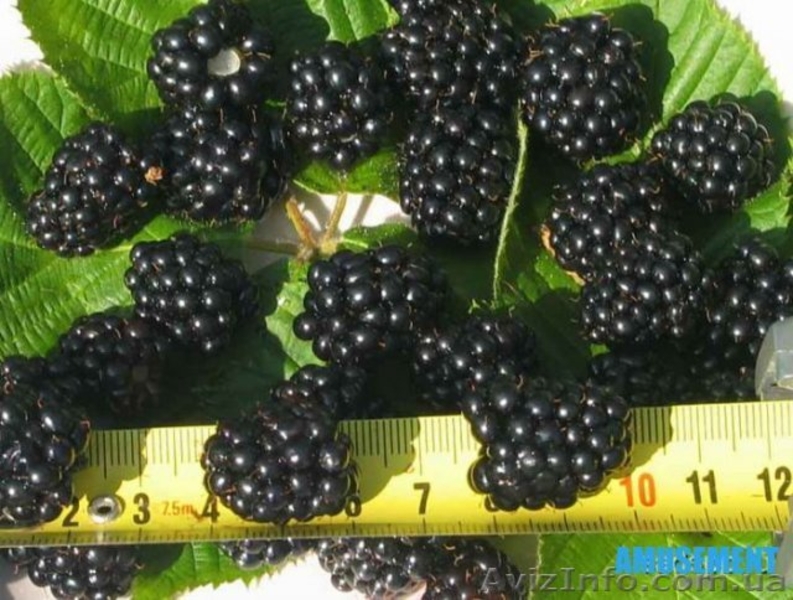 Продам саженцы ягодных кустарников: крыжовник, калина, малина, облепиха. - <ro>Изображение</ro><ru>Изображение</ru> #3, <ru>Объявление</ru> #1364958