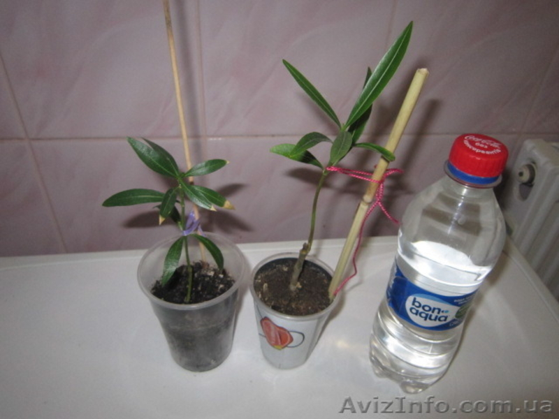 Продам саженцы олеандра. - <ro>Изображение</ro><ru>Изображение</ru> #3, <ru>Объявление</ru> #1364942