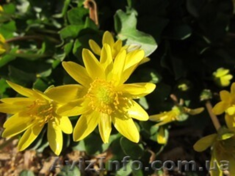 Продам саженцы: лютик весенний или чистяк. - <ro>Изображение</ro><ru>Изображение</ru> #3, <ru>Объявление</ru> #1364935