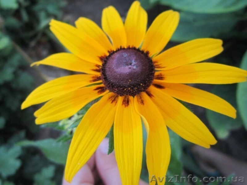 Продам саженцы рудбекии  – желтая ромашка с коричневой серединкой. - <ro>Изображение</ro><ru>Изображение</ru> #3, <ru>Объявление</ru> #1364948
