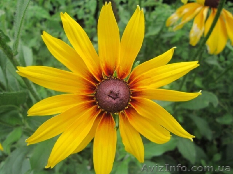 Продам саженцы рудбекии  – желтая ромашка с коричневой серединкой. - <ro>Изображение</ro><ru>Изображение</ru> #4, <ru>Объявление</ru> #1364948