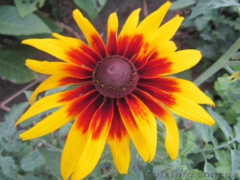 Продам саженцы рудбекии  – желтая ромашка с коричневой серединкой. - <ro>Изображение</ro><ru>Изображение</ru> #5, <ru>Объявление</ru> #1364948