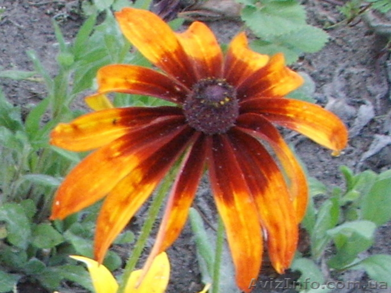 Продам саженцы рудбекии  – желтая ромашка с коричневой серединкой. - <ro>Изображение</ro><ru>Изображение</ru> #6, <ru>Объявление</ru> #1364948