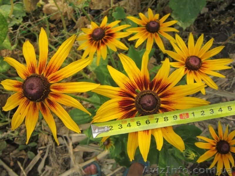 Продам саженцы рудбекии  – желтая ромашка с коричневой серединкой. - <ro>Изображение</ro><ru>Изображение</ru> #7, <ru>Объявление</ru> #1364948