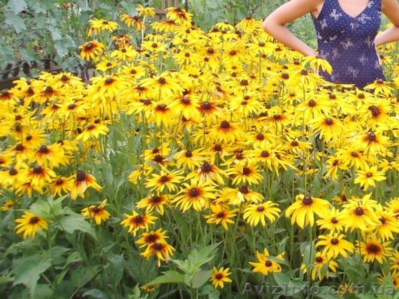 Продам саженцы рудбекии  – желтая ромашка с коричневой серединкой. - <ro>Изображение</ro><ru>Изображение</ru> #8, <ru>Объявление</ru> #1364948