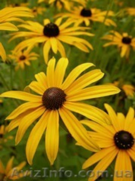 Продам саженцы рудбекии  – желтая ромашка с коричневой серединкой. - <ro>Изображение</ro><ru>Изображение</ru> #9, <ru>Объявление</ru> #1364948
