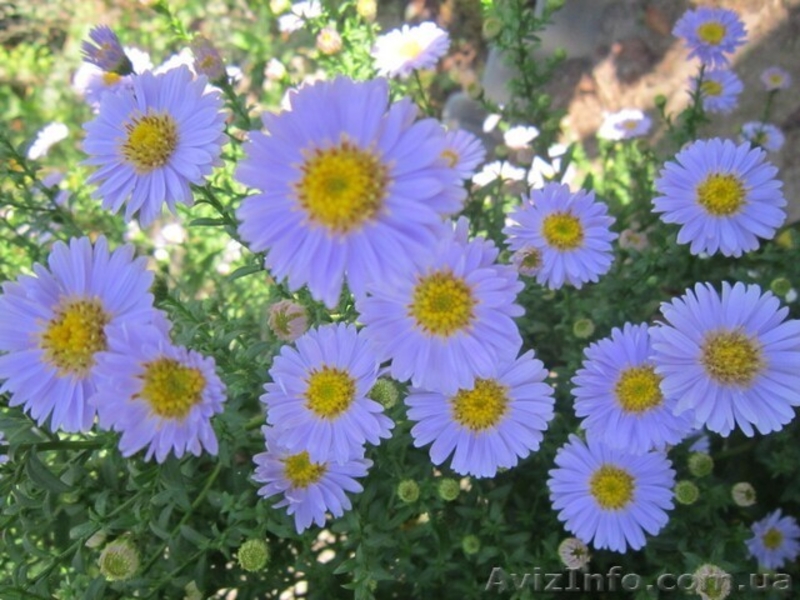 Продам саженцы астры многолетней (низкорослая и высокорослая)  - <ro>Изображение</ro><ru>Изображение</ru> #5, <ru>Объявление</ru> #1364899