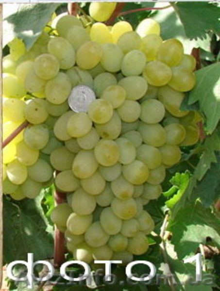 Продам саженцы ягодных кустарников: крыжовник, калина, малина, облепиха. - <ro>Изображение</ro><ru>Изображение</ru> #10, <ru>Объявление</ru> #1364958