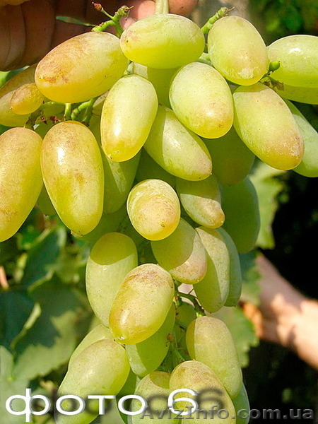 Продам саженцы винограда: Тимур, Ризамат, Подарок Запорожью, Кеша-1( Талисман),  - <ro>Изображение</ro><ru>Изображение</ru> #6, <ru>Объявление</ru> #1364902